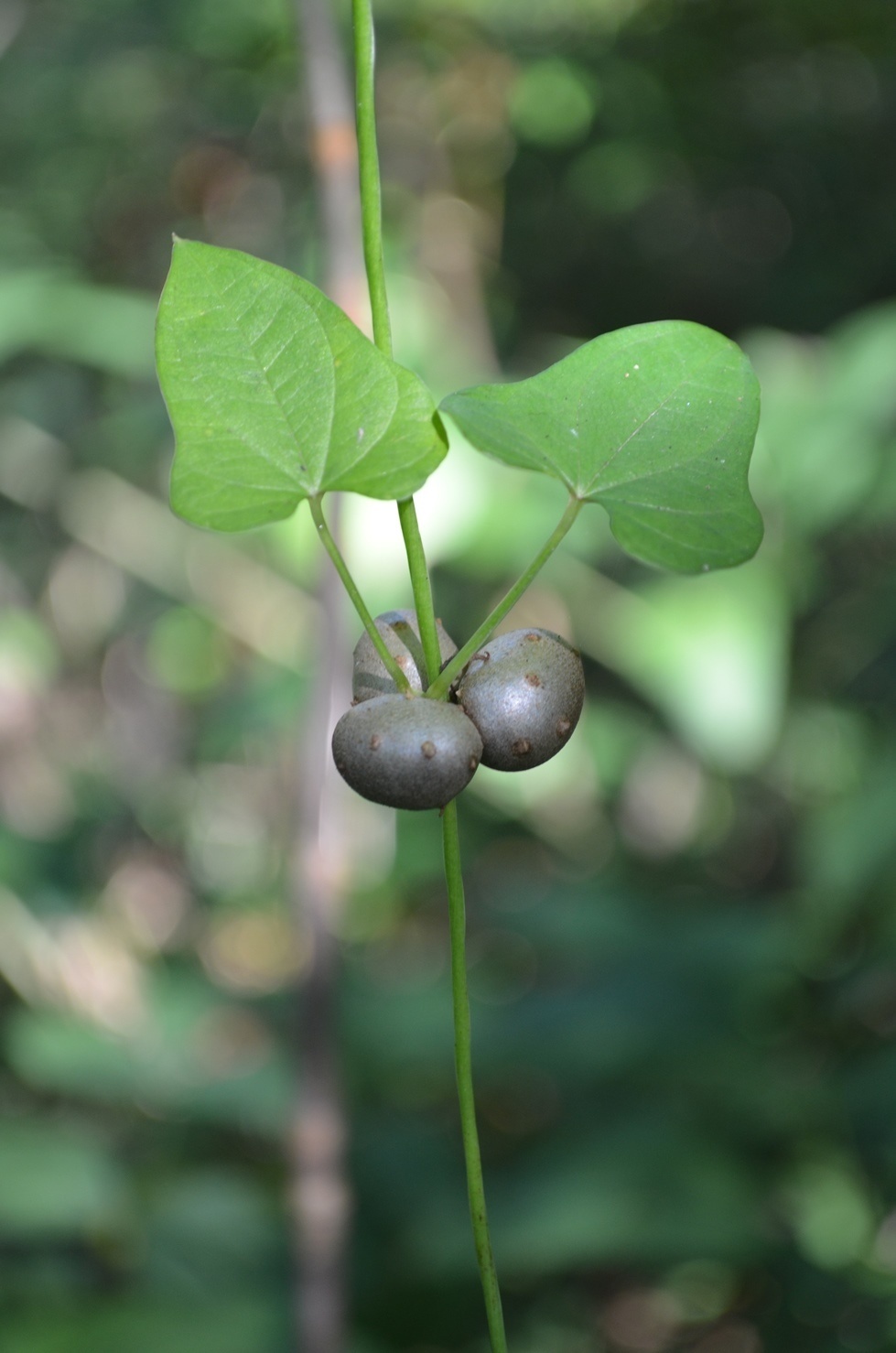 Dioscorea polystachya