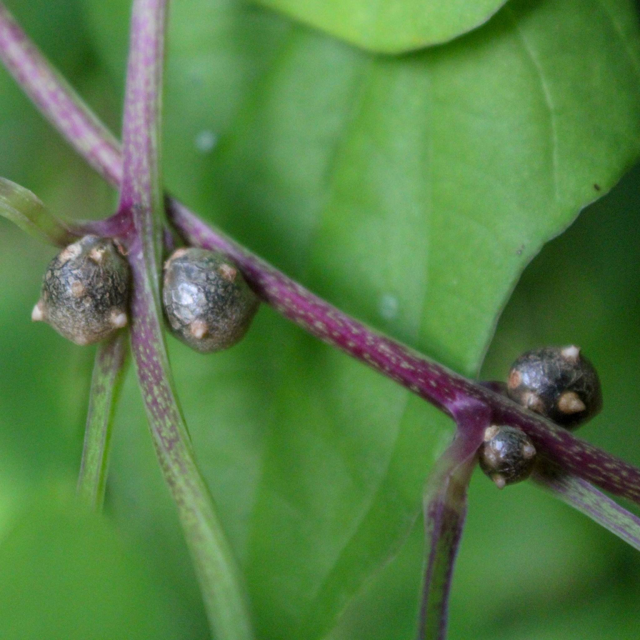Dioscorea polystachya