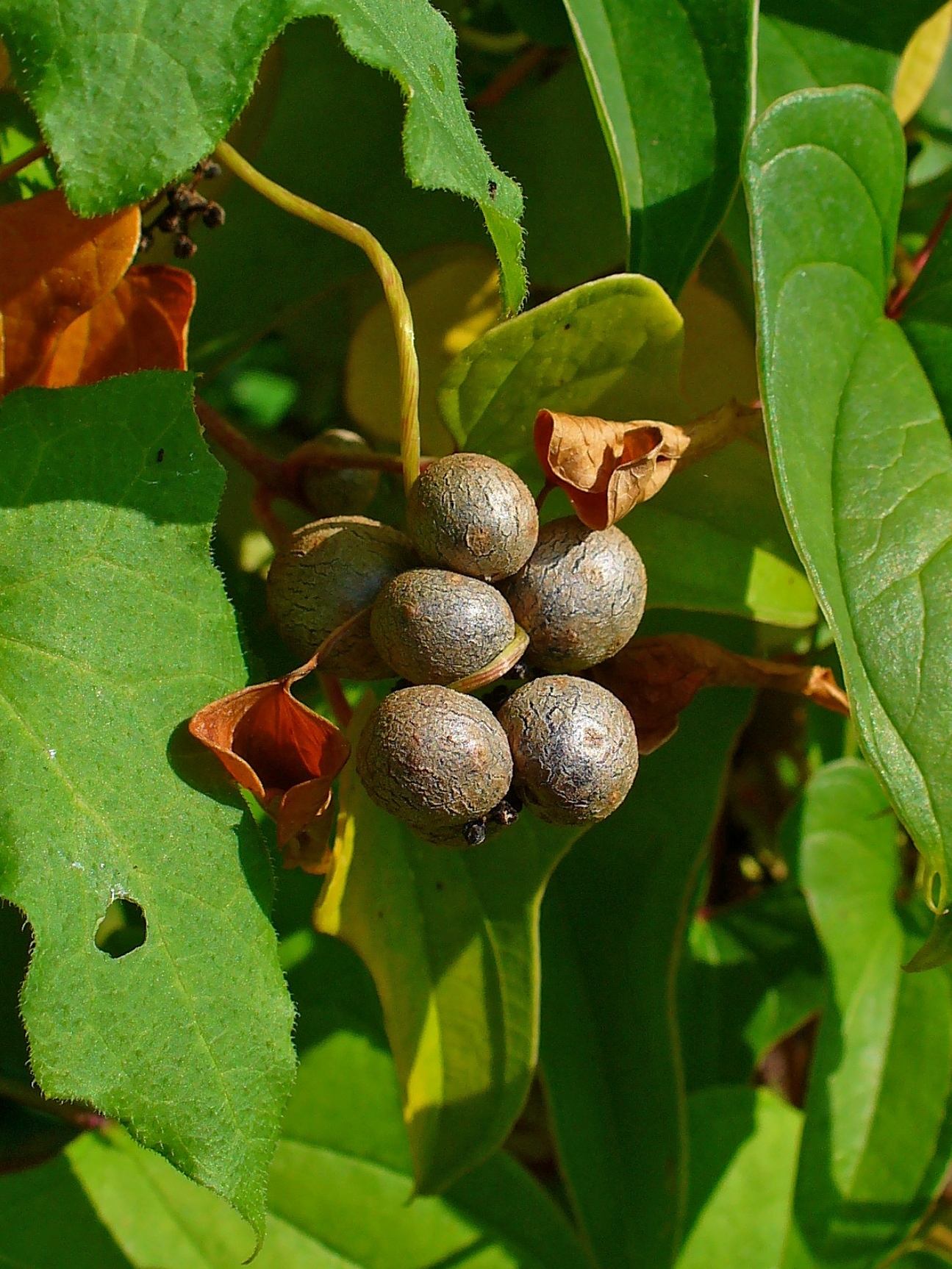 Dioscorea polystachya