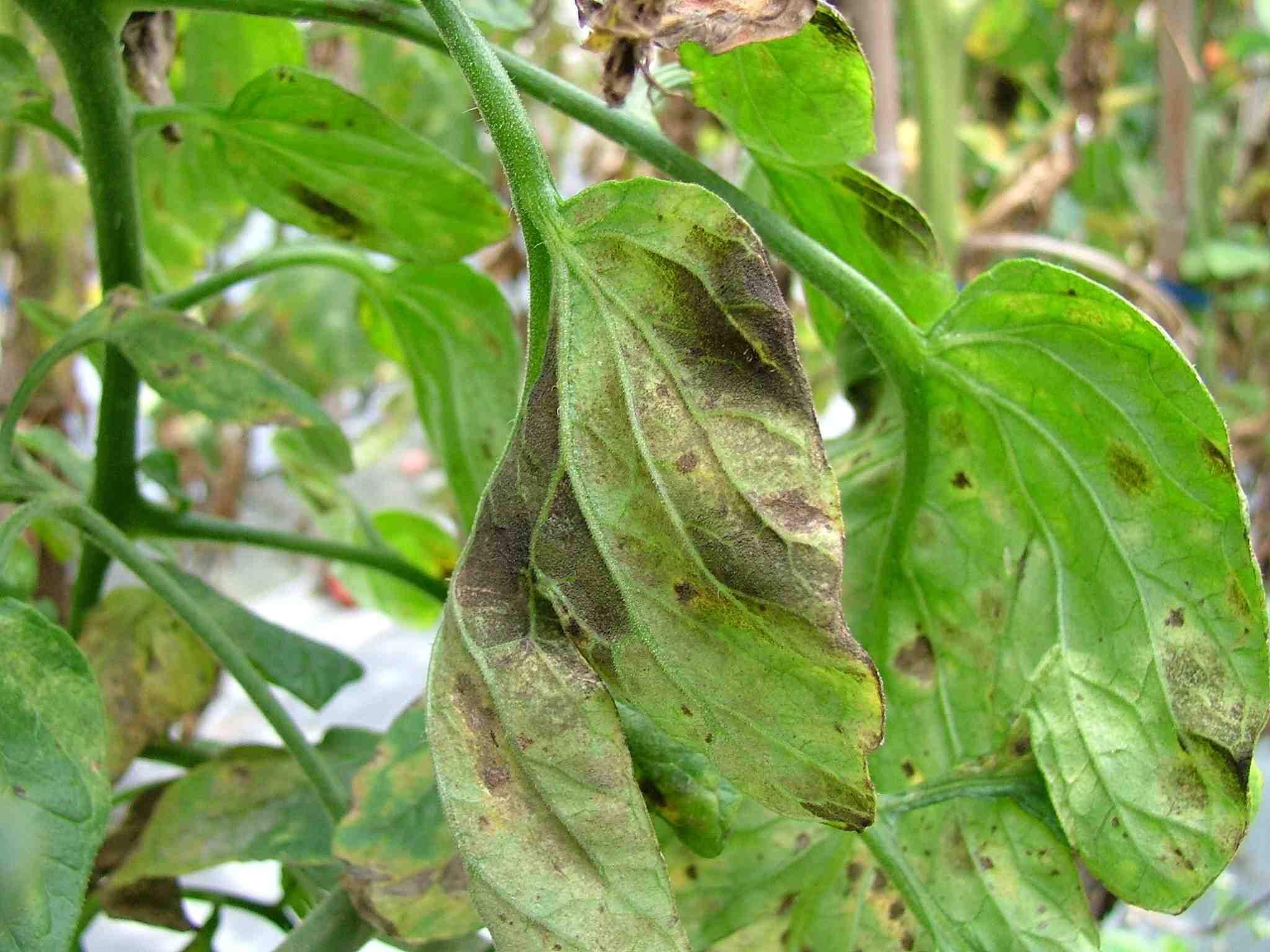 Pseudocercospora fuligena