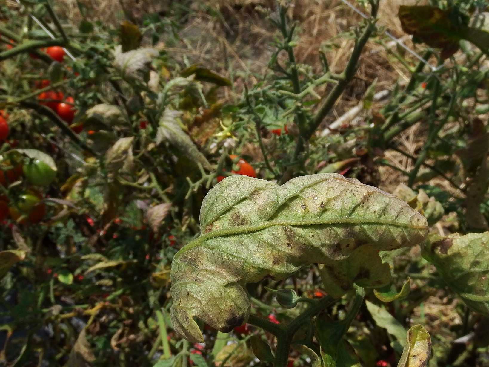 Pseudocercospora fuligena