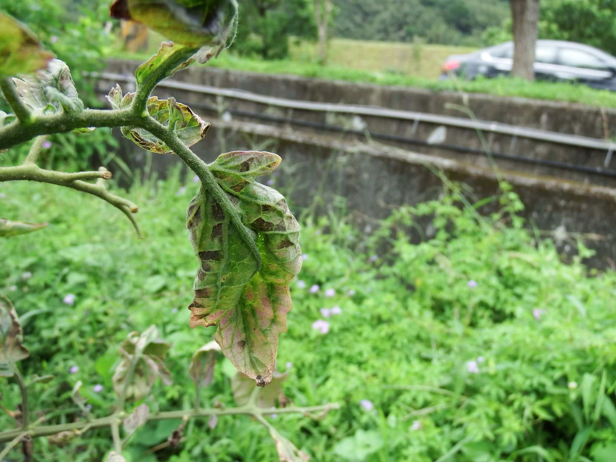 Pseudocercospora fuligena