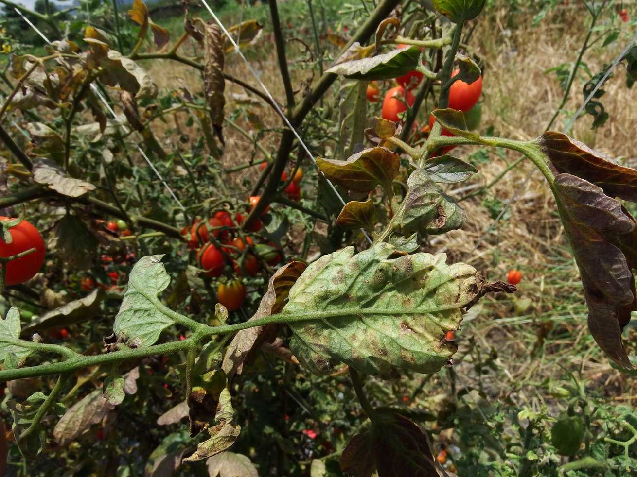 Pseudocercospora fuligena