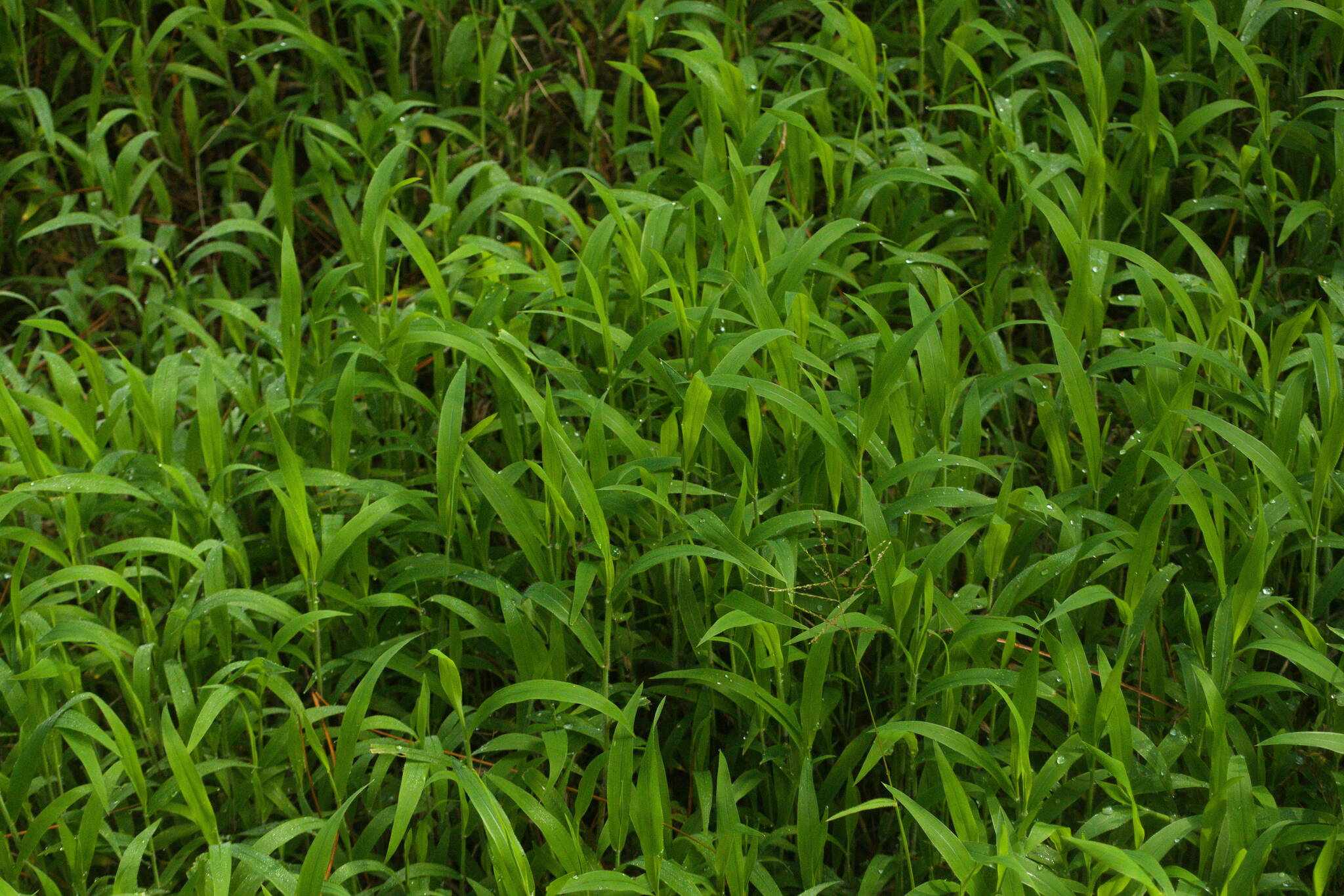 Digitaria abyssinica