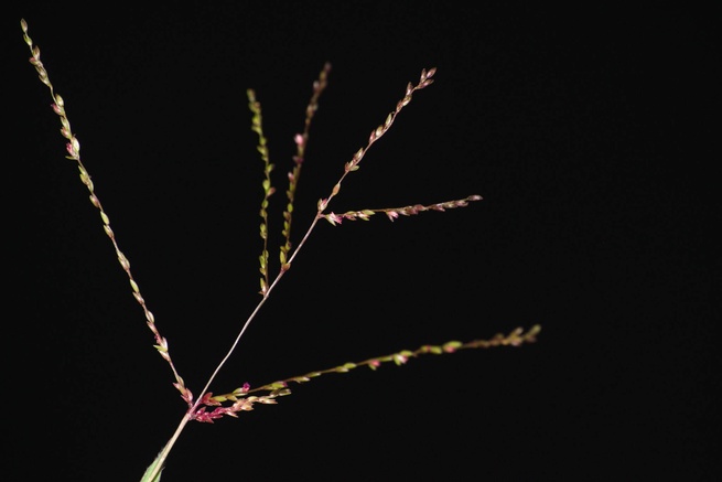 Digitaria abyssinica