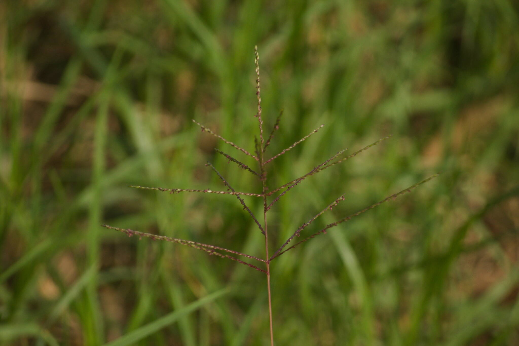Digitaria abyssinica