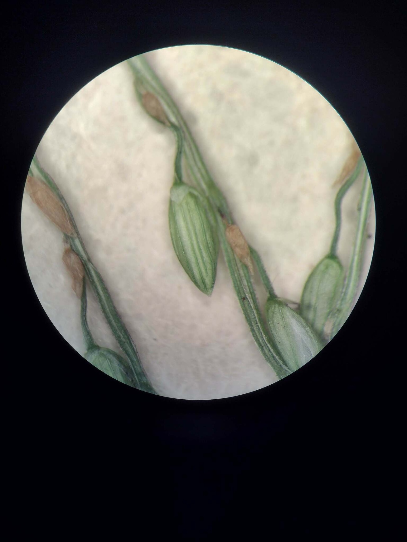 Digitaria abyssinica