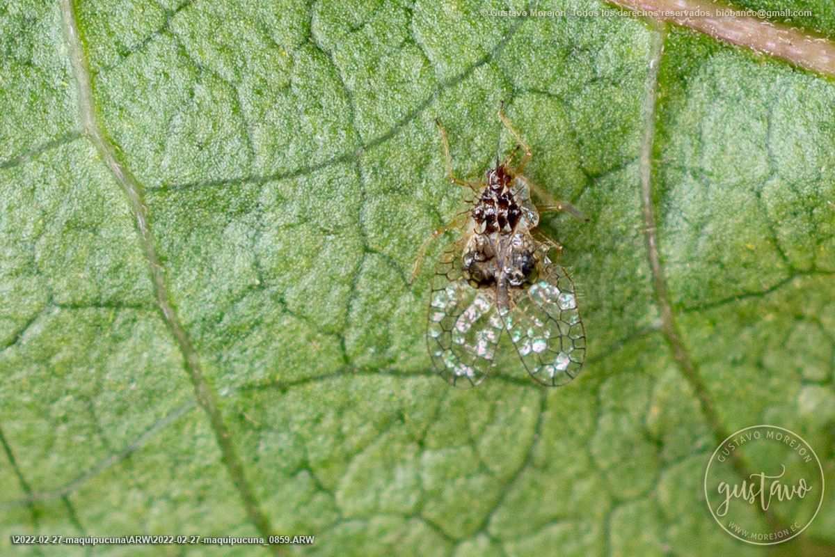 Leptobyrsa