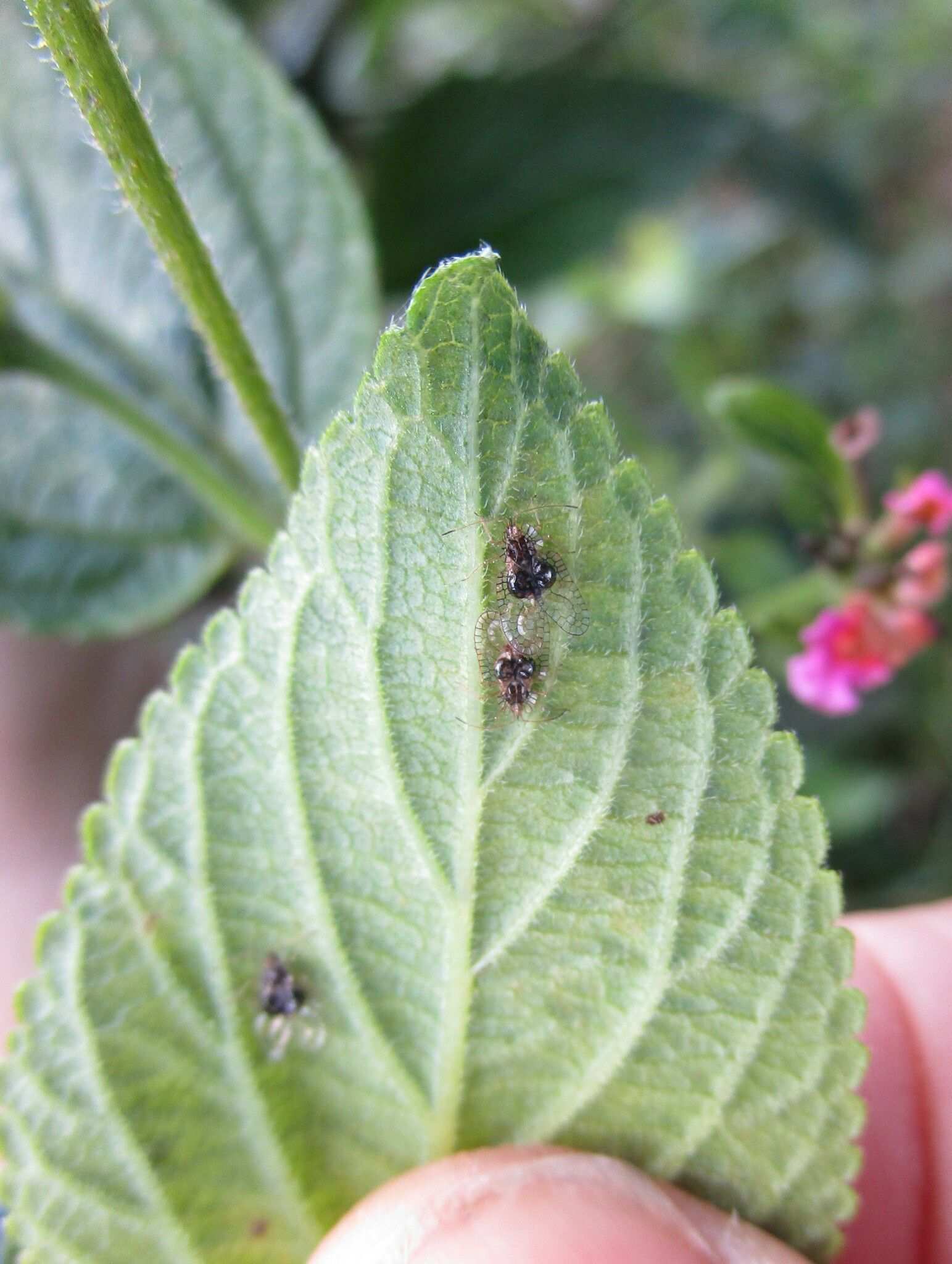 Leptobyrsa