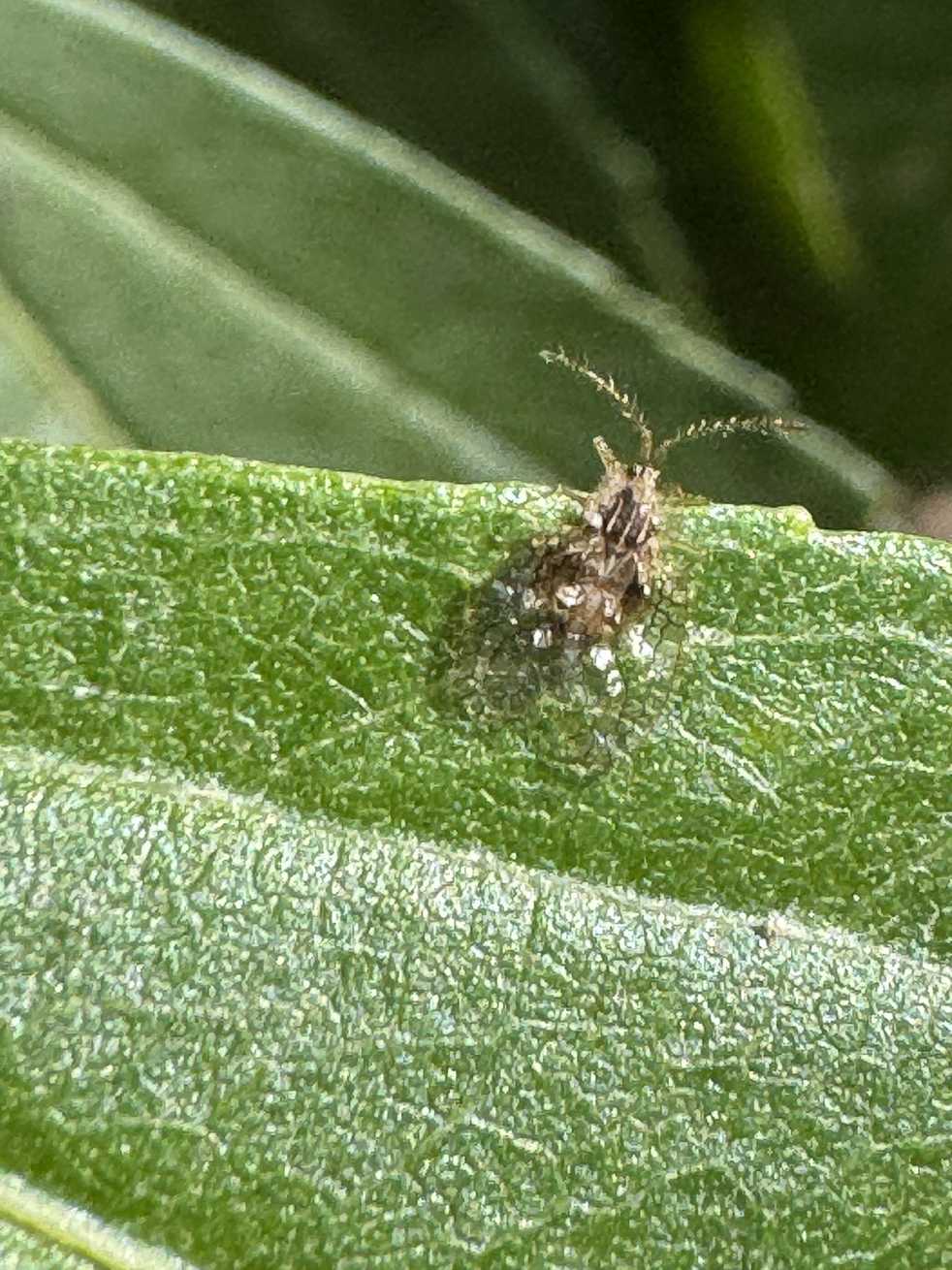 Leptobyrsa