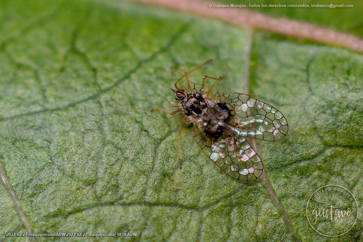 Leptobyrsa