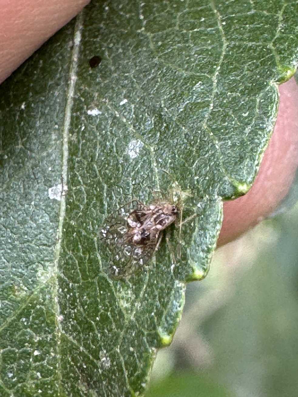 Leptobyrsa