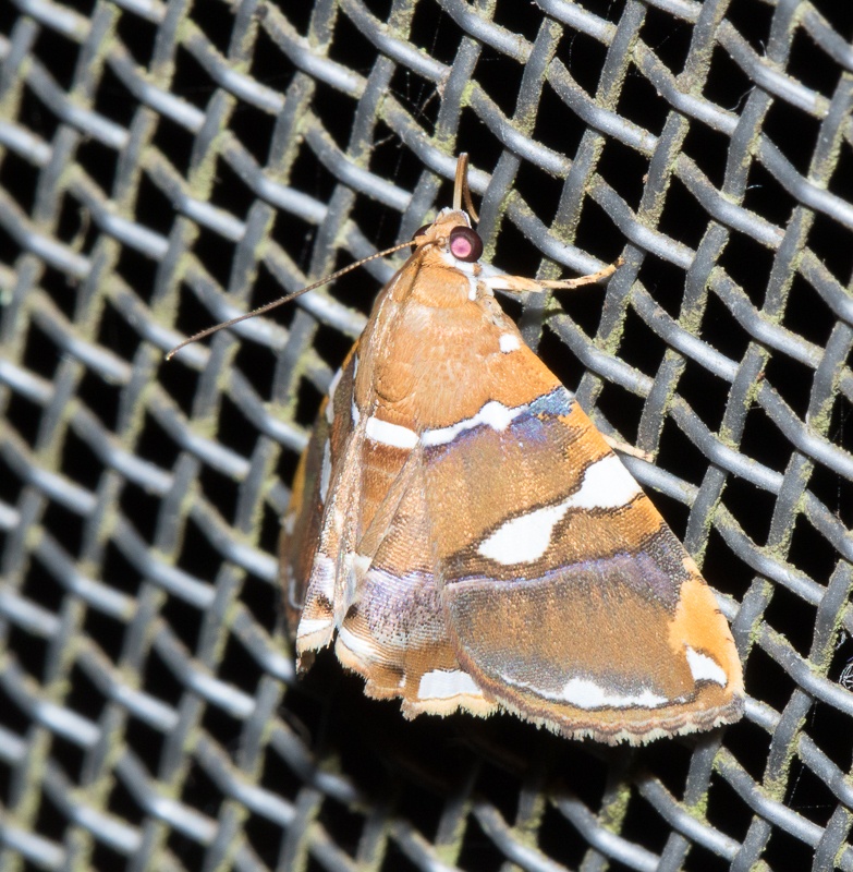 Eulepidotis perlata