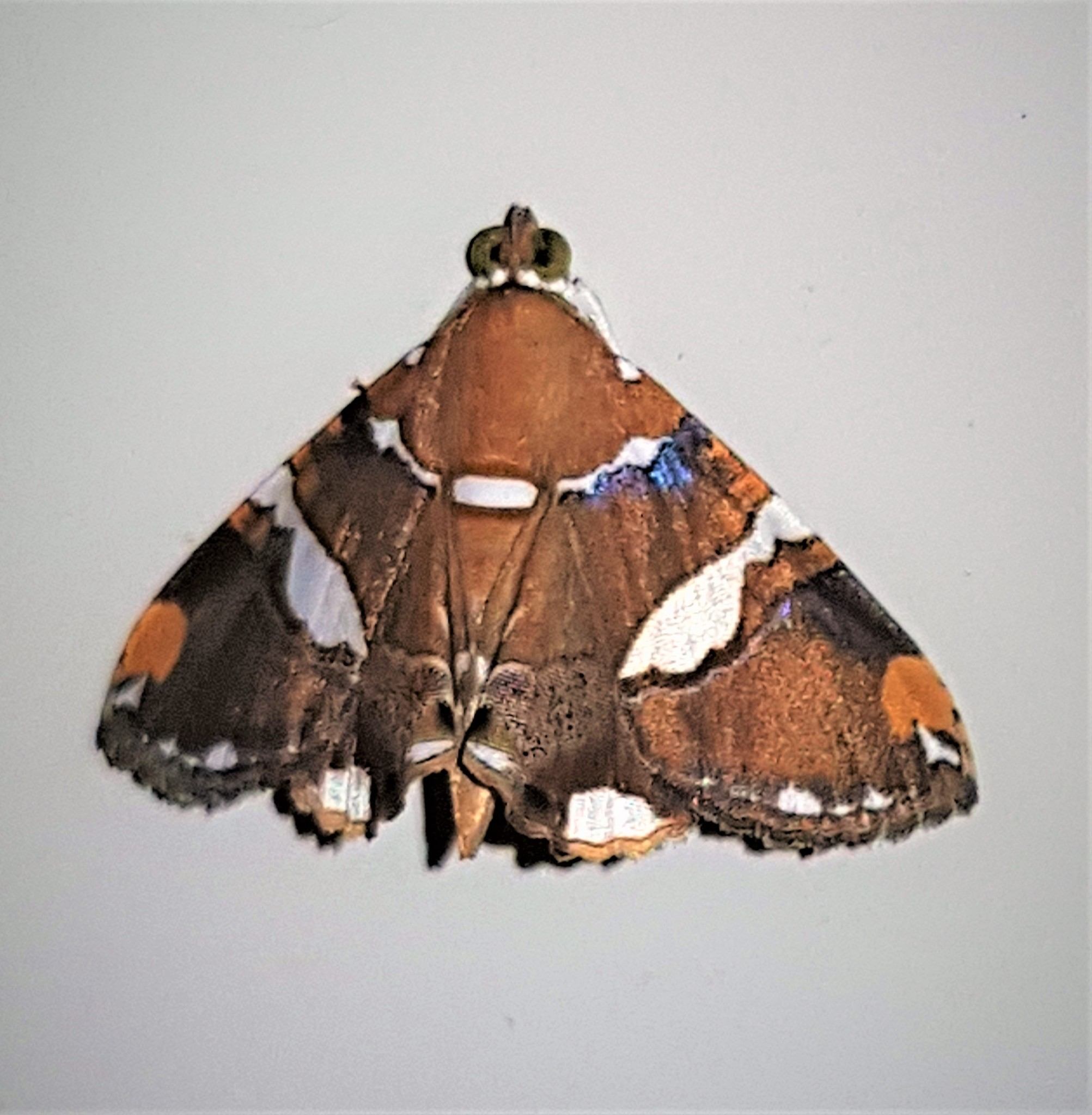 Eulepidotis perlata