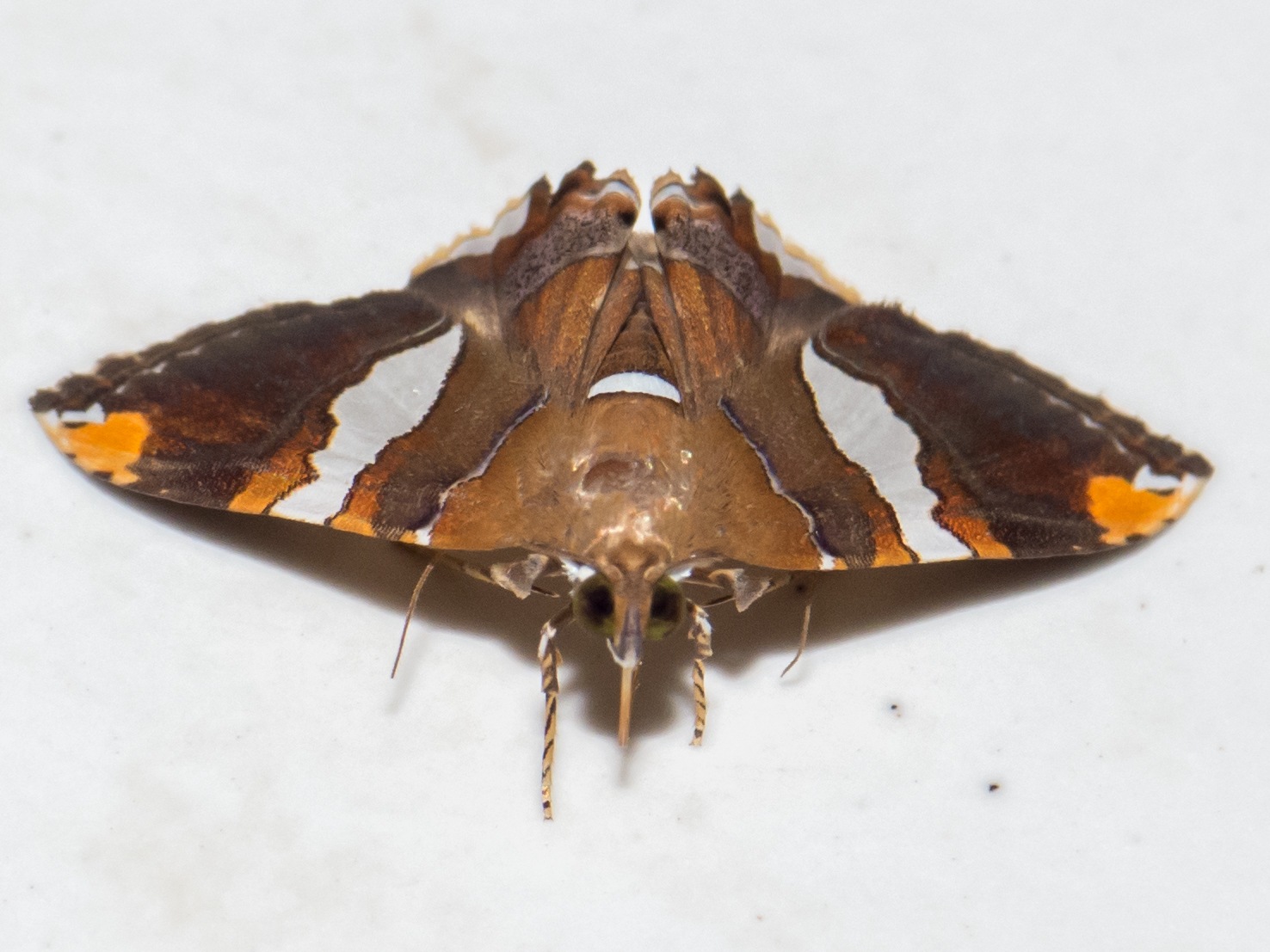 Eulepidotis perlata