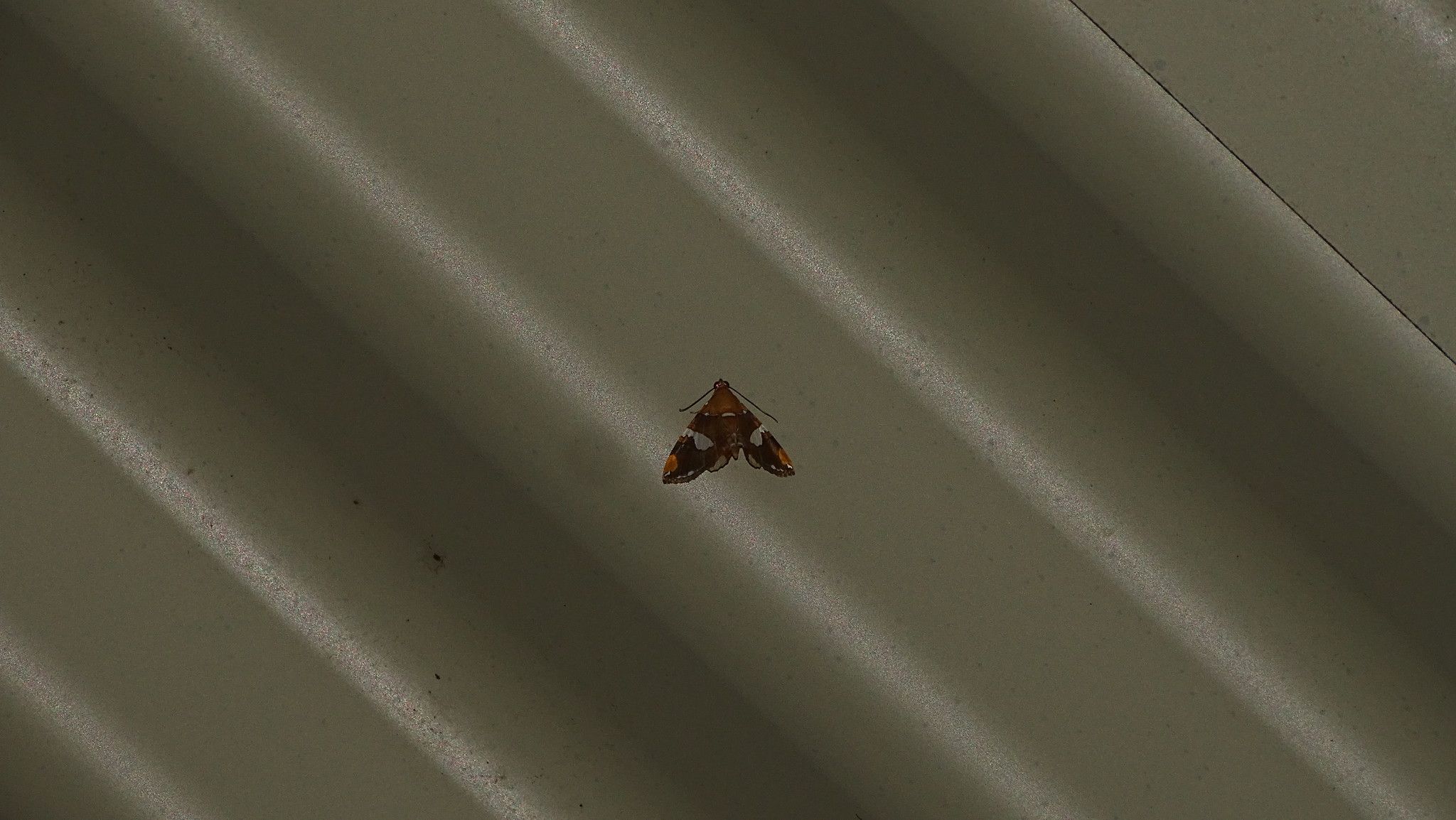 Eulepidotis perlata