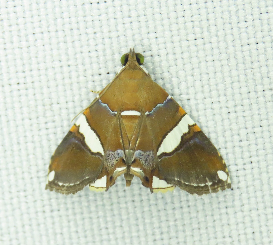 Eulepidotis perlata