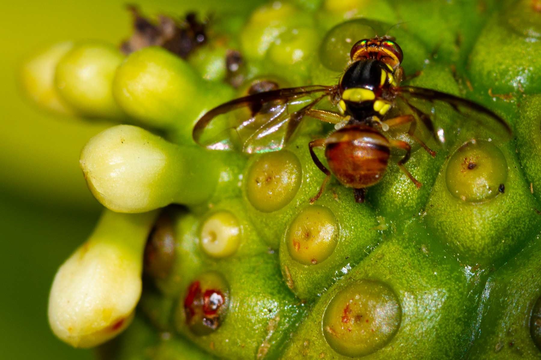 Bactrocera curvipennis