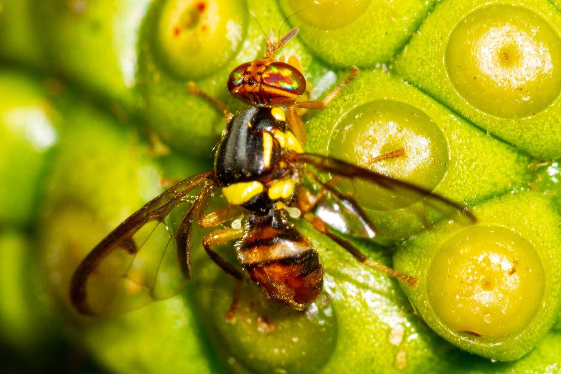Bactrocera curvipennis
