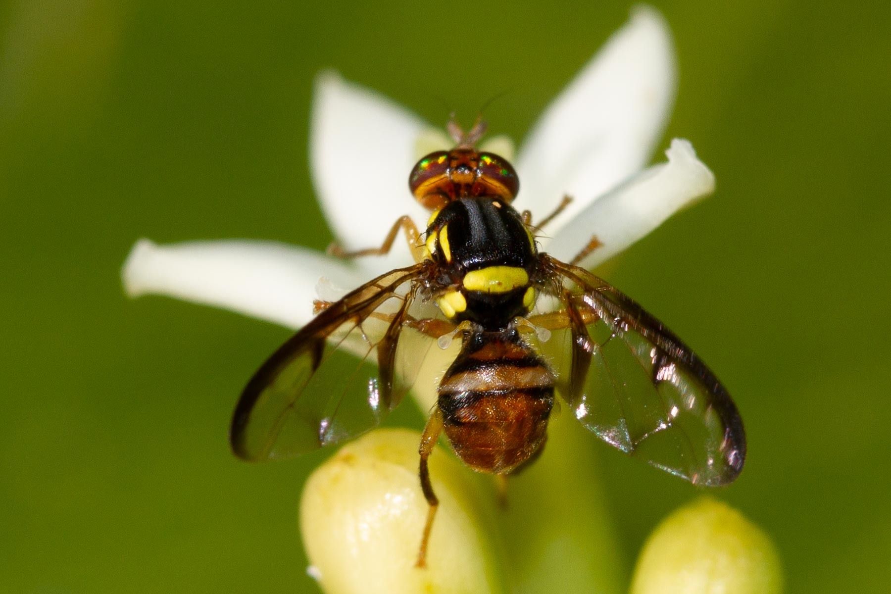 Bactrocera curvipennis