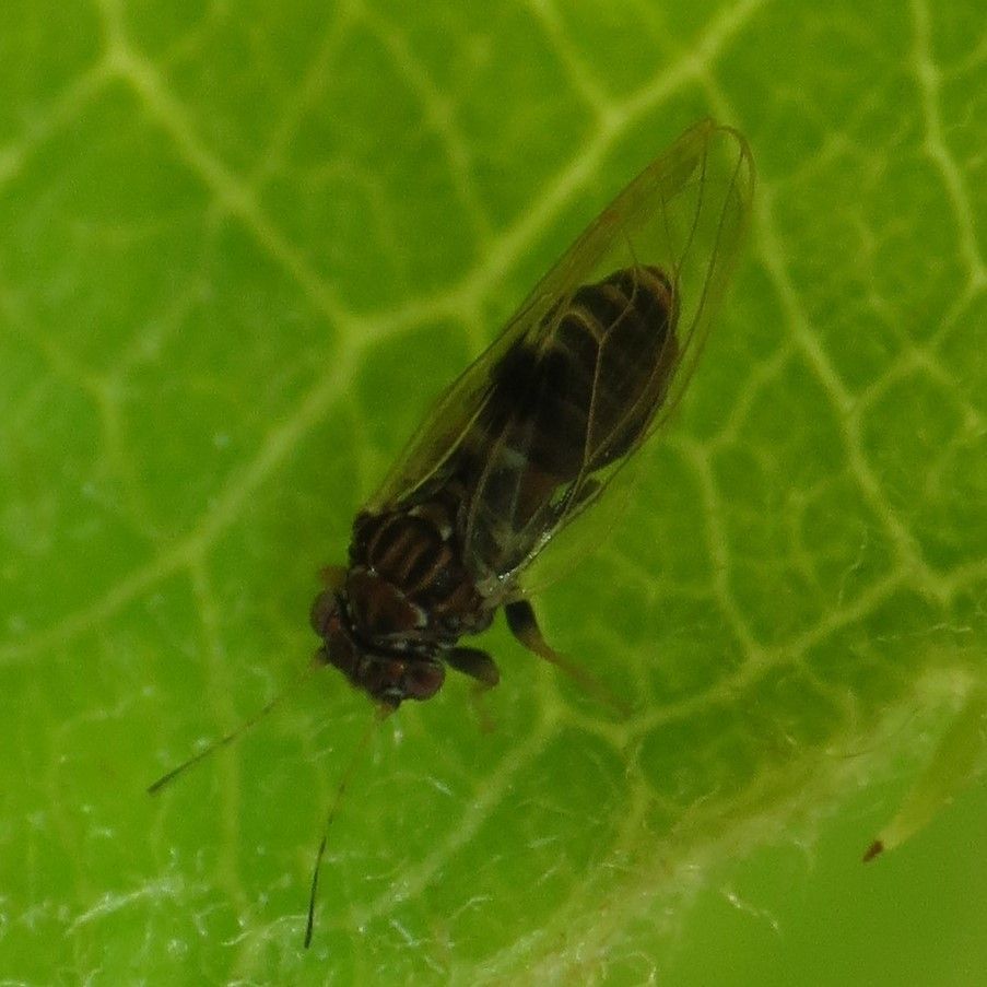 Cacopsylla pyricola