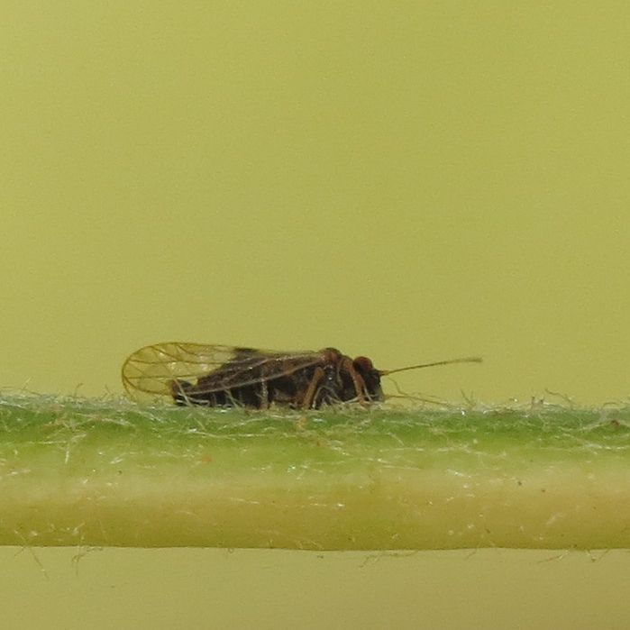 Cacopsylla pyricola