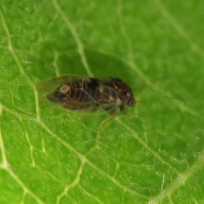 Cacopsylla pyricola