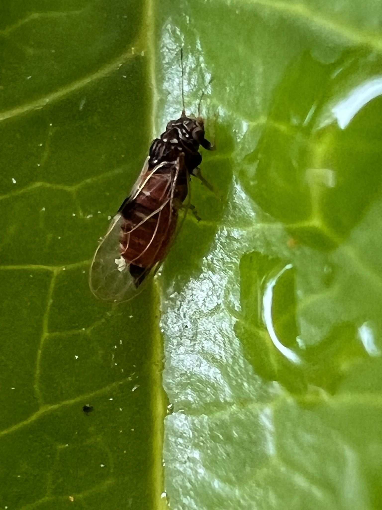 Cacopsylla pyricola