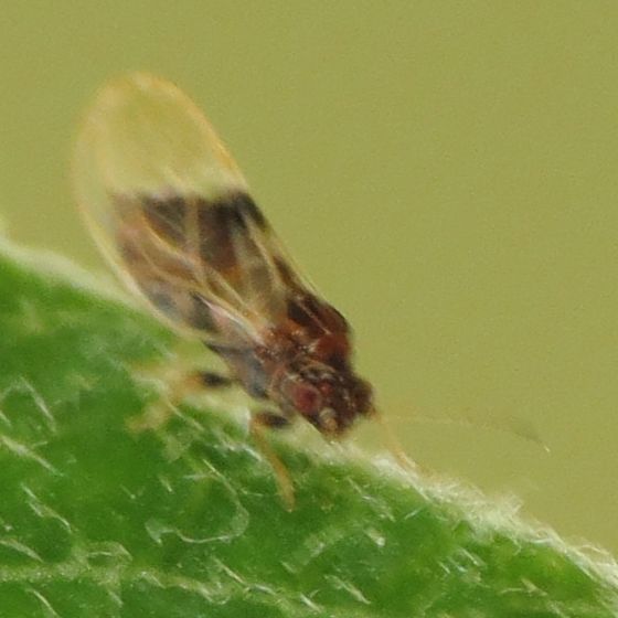 Cacopsylla pyricola