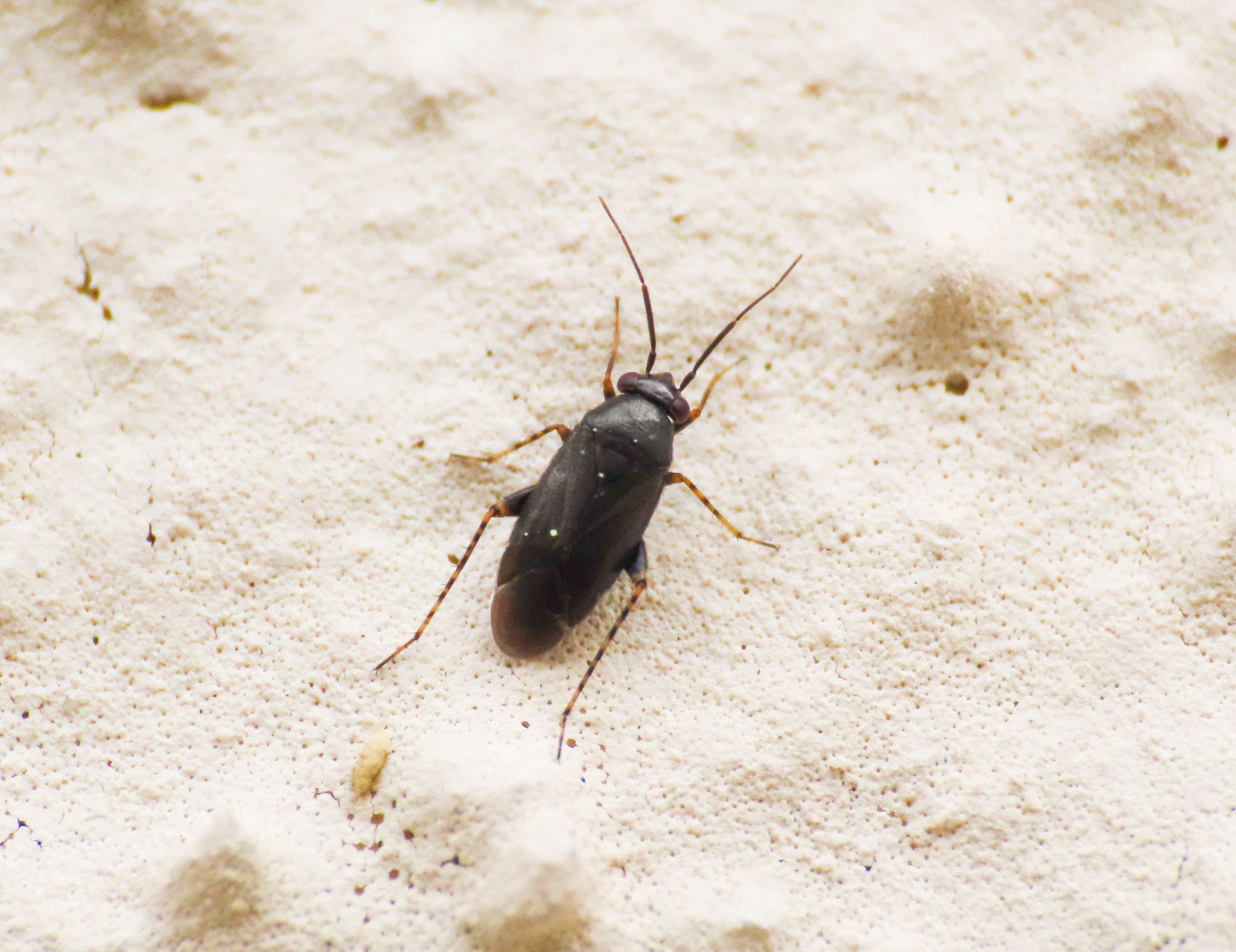 Chlamydatus