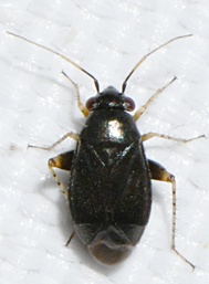 Chlamydatus