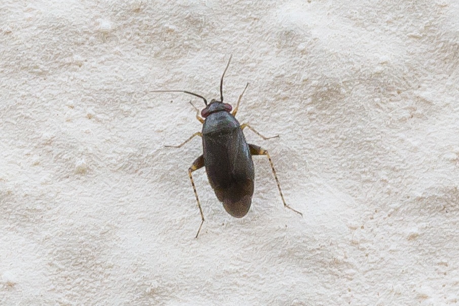 Chlamydatus