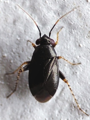 Chlamydatus
