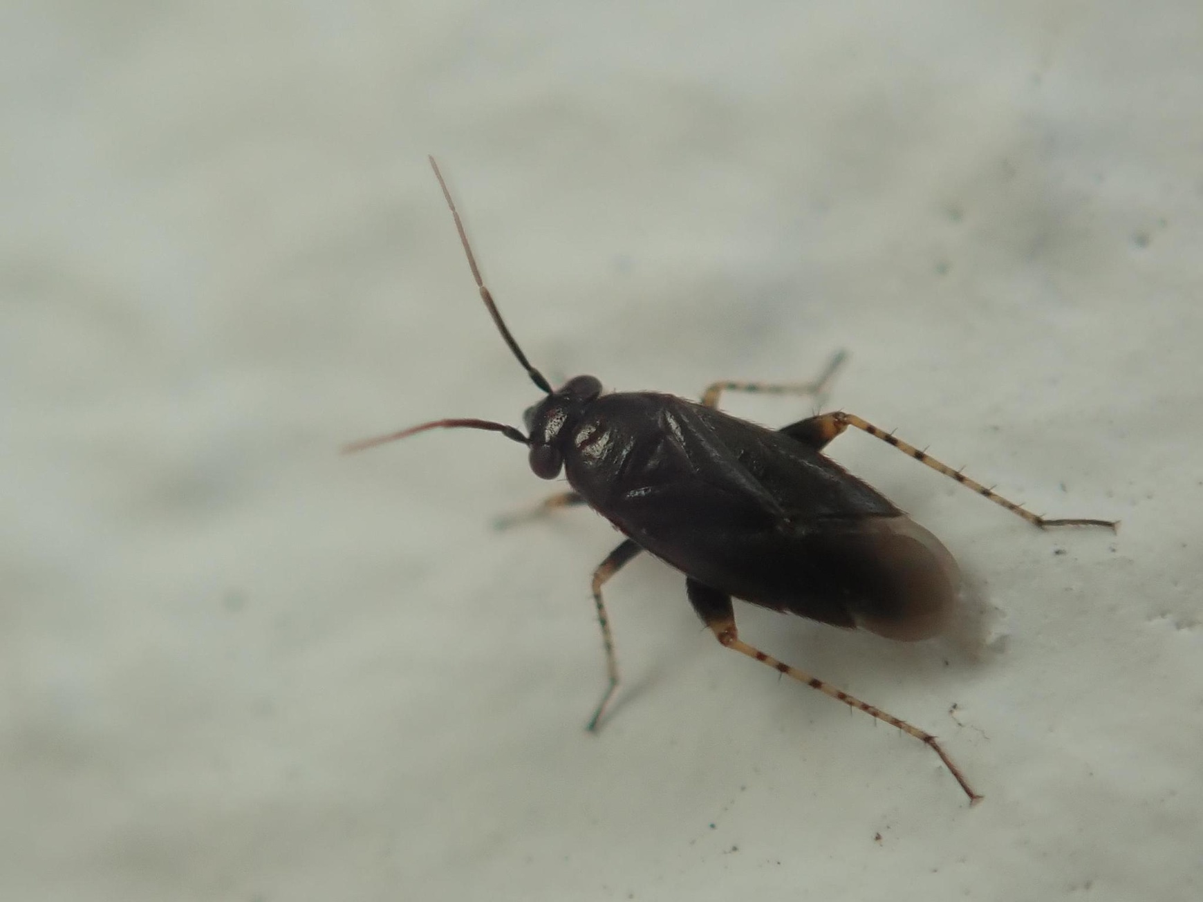 Chlamydatus