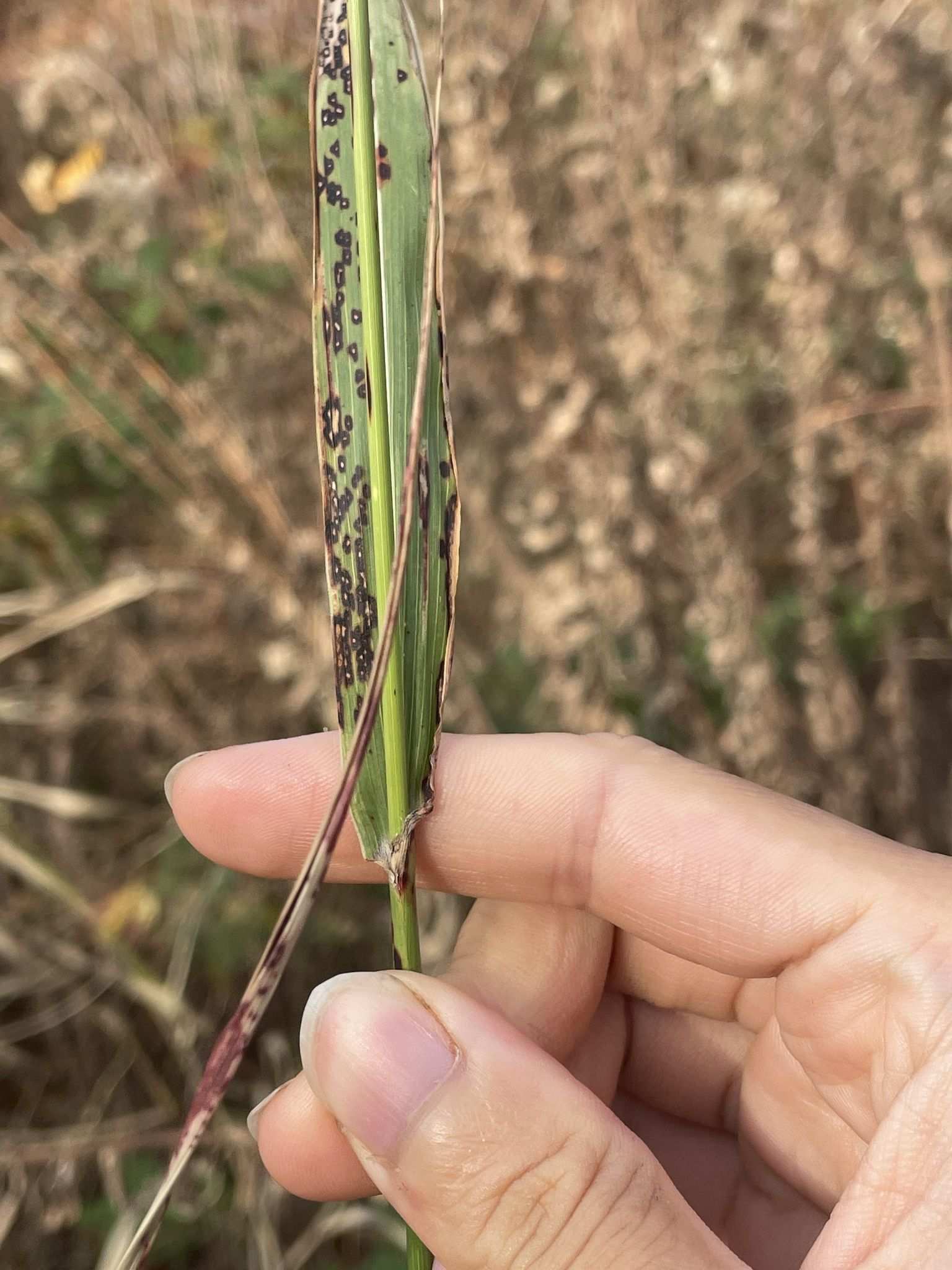 Cercospora sorghi