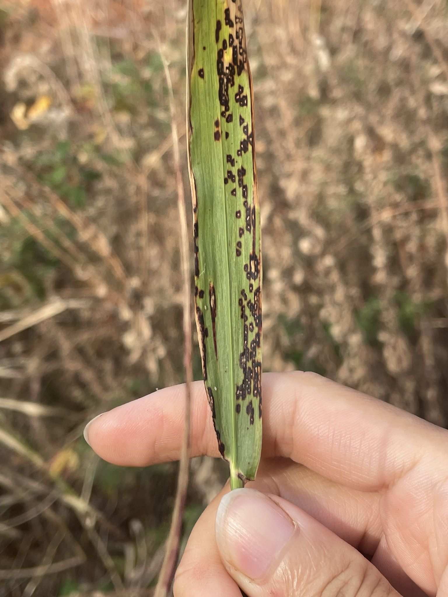 Cercospora sorghi
