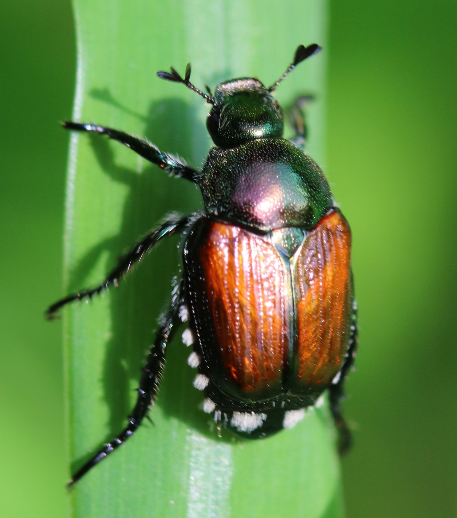 Popillia japonica