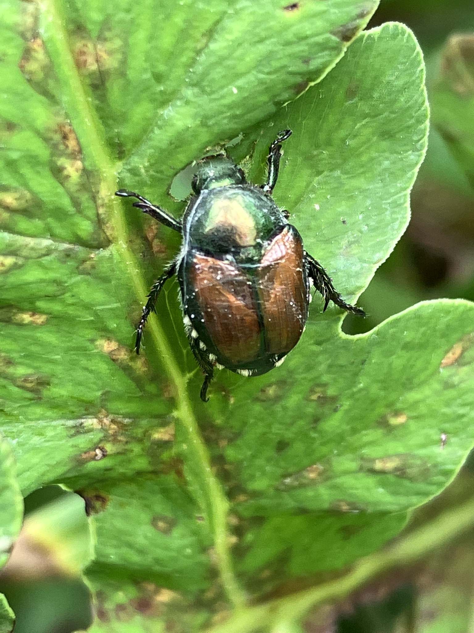 Popillia japonica