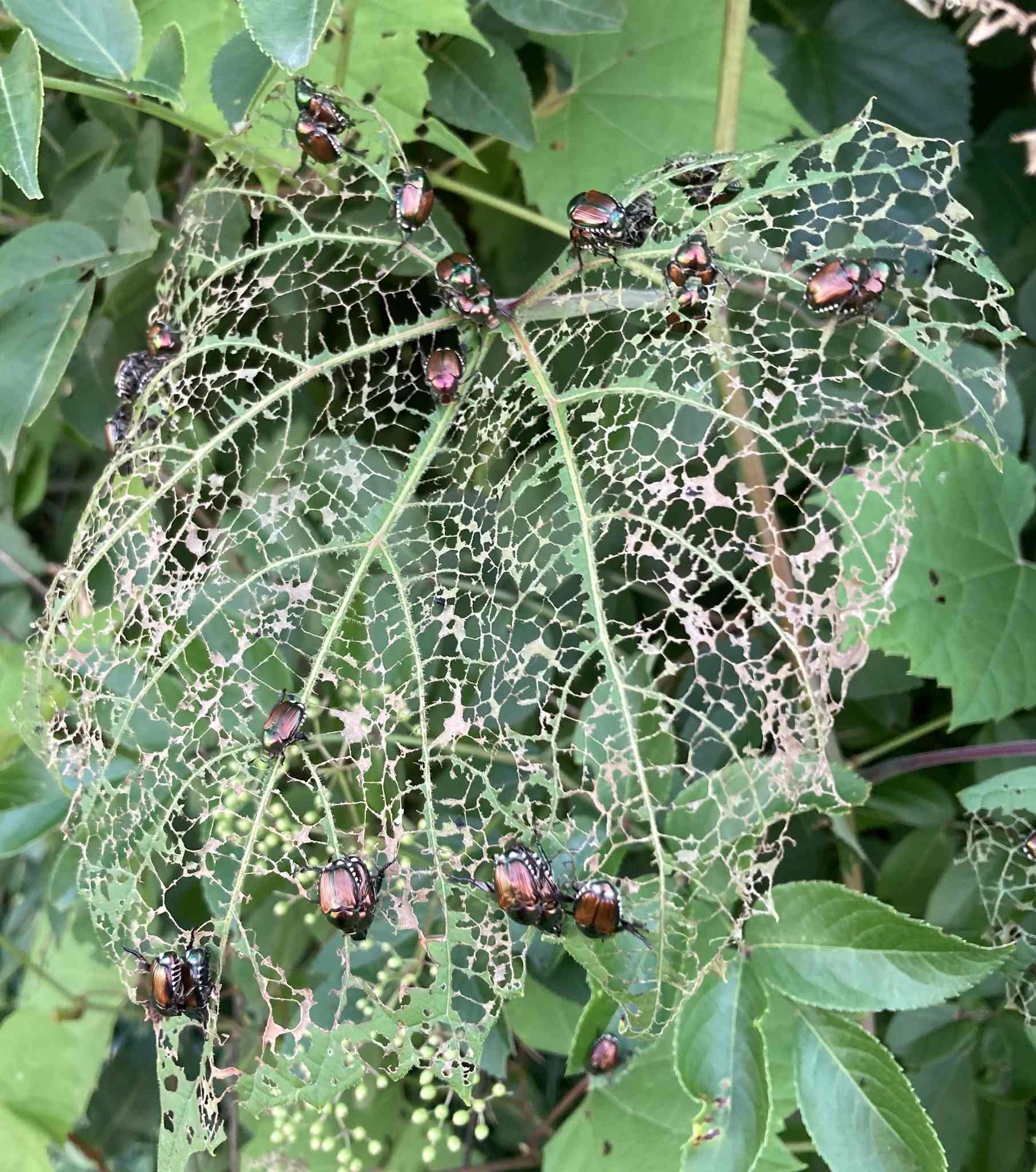 Popillia japonica