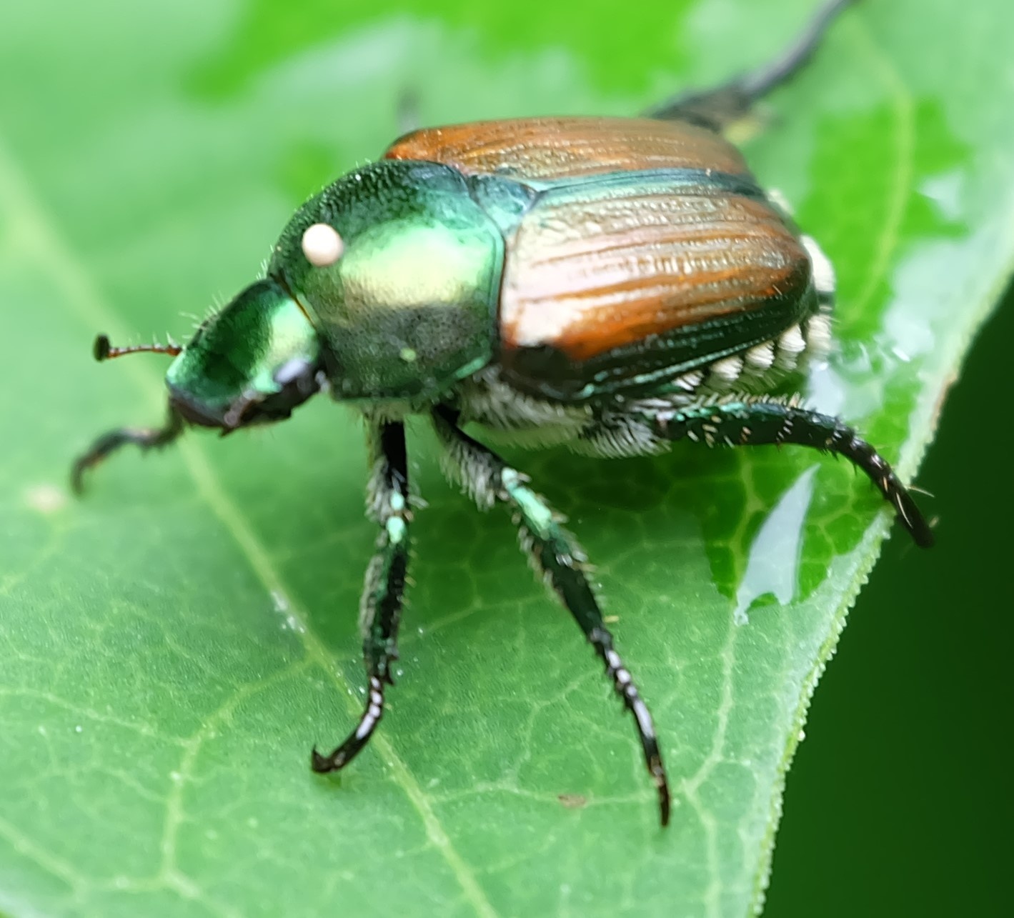 Popillia japonica