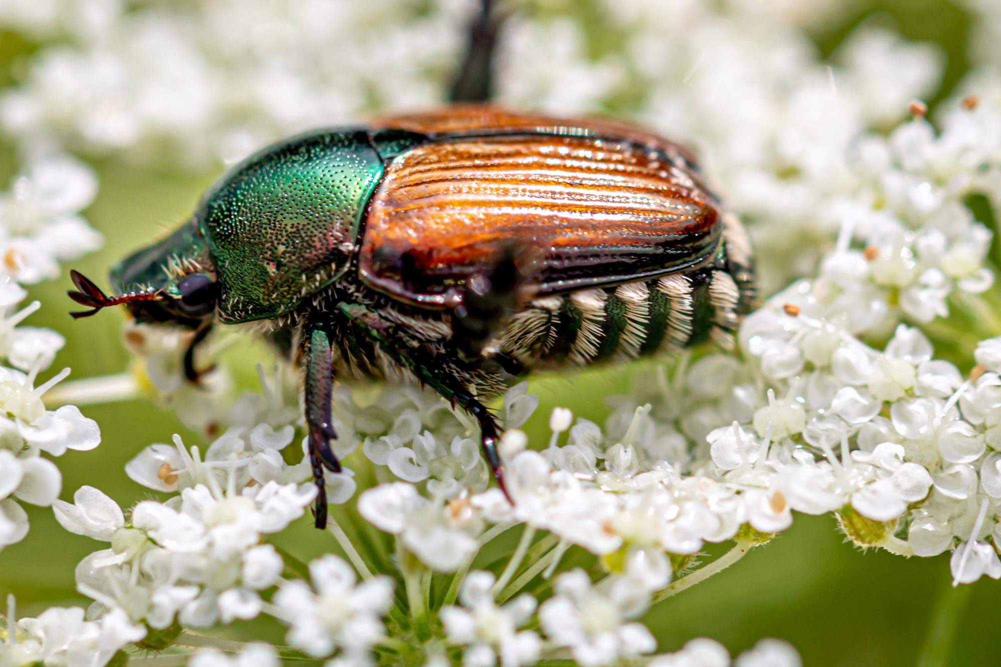 Popillia japonica