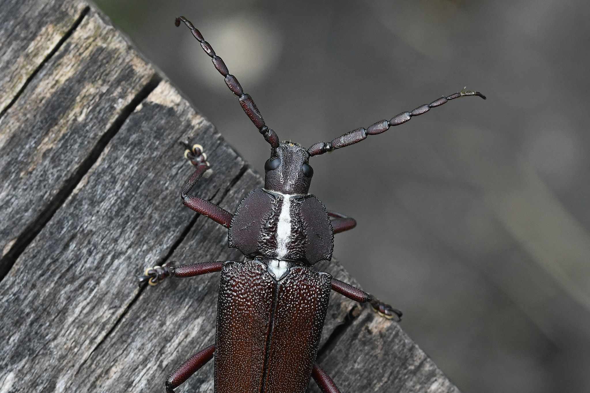 Solenoptera canaliculata