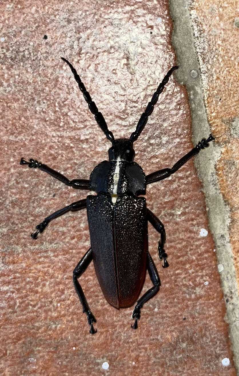 Solenoptera canaliculata
