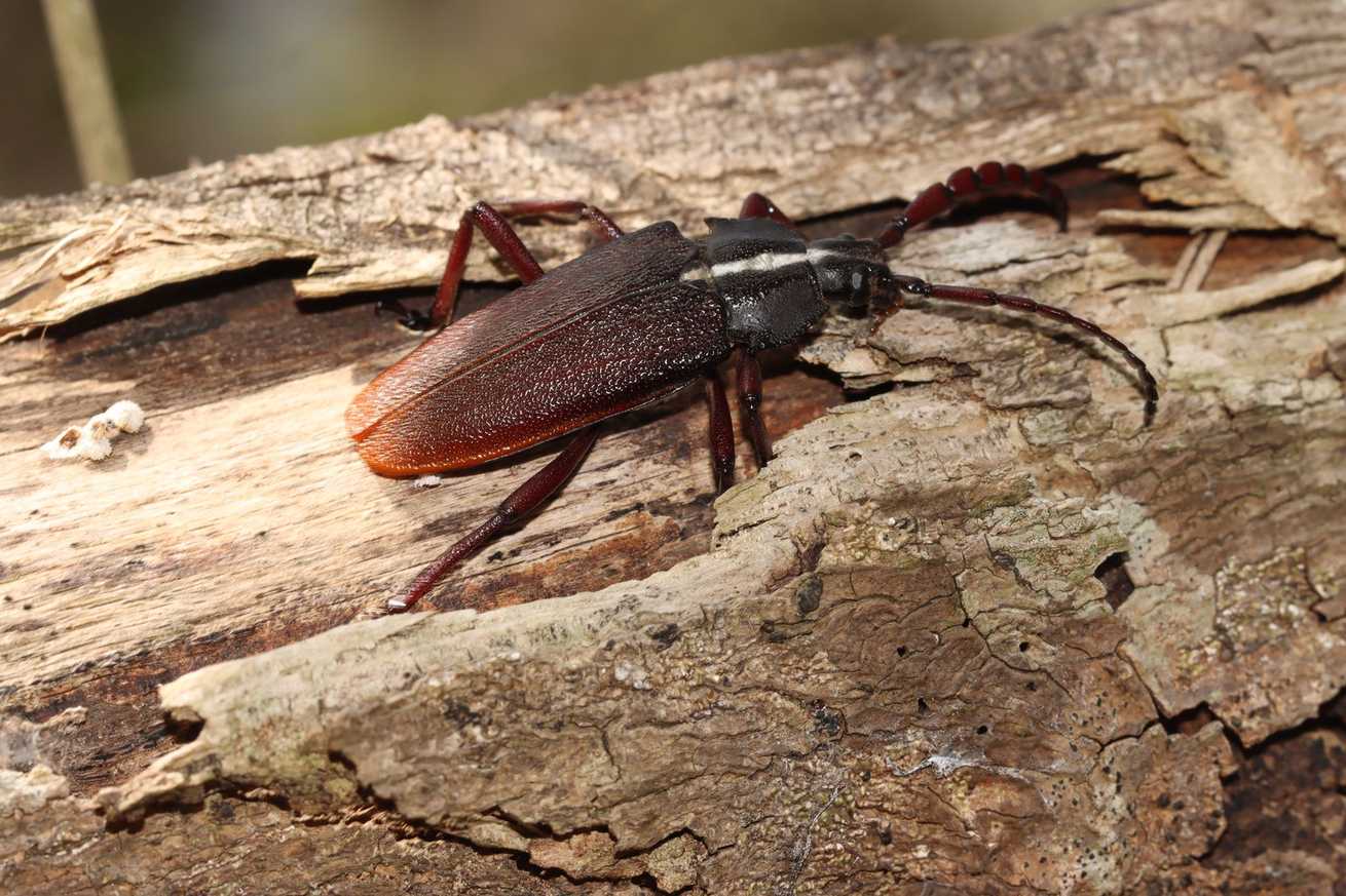Solenoptera canaliculata