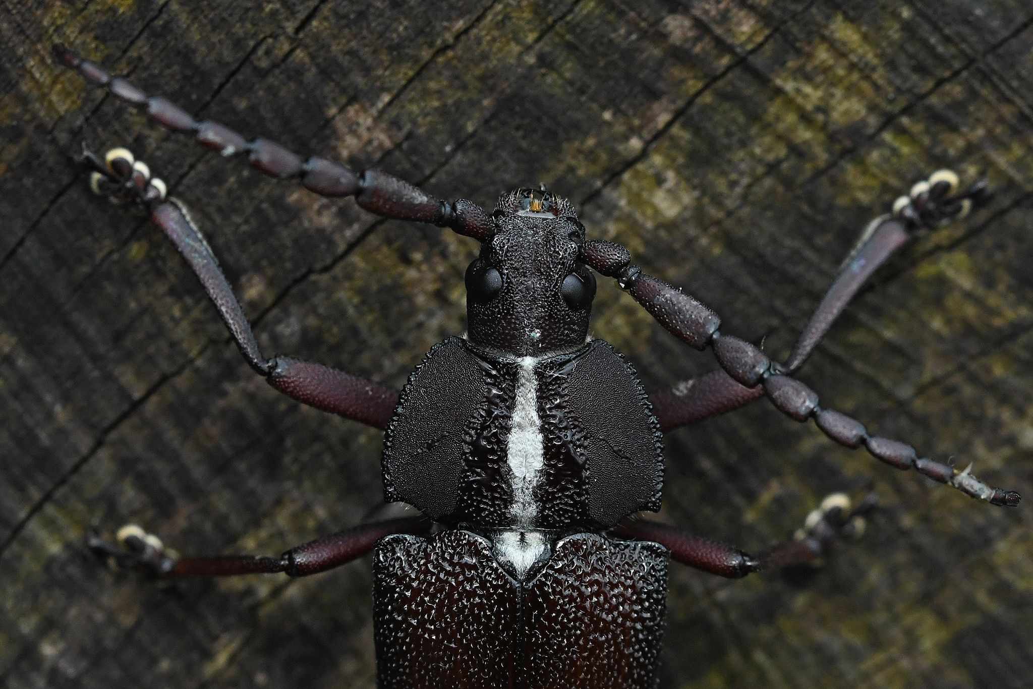 Solenoptera canaliculata