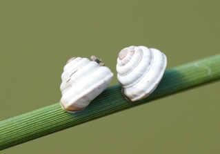 Trochoidea trochoides