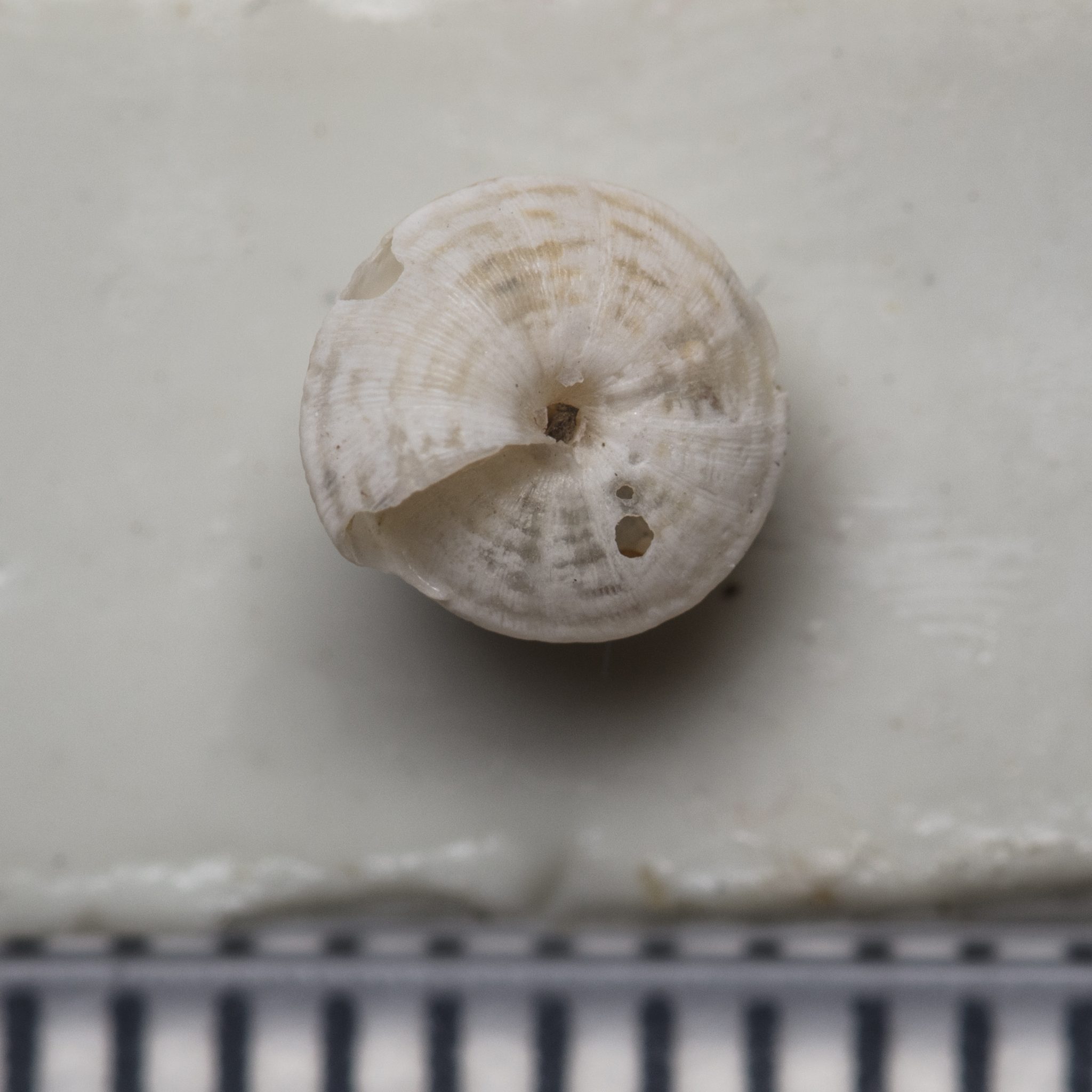 Trochoidea trochoides