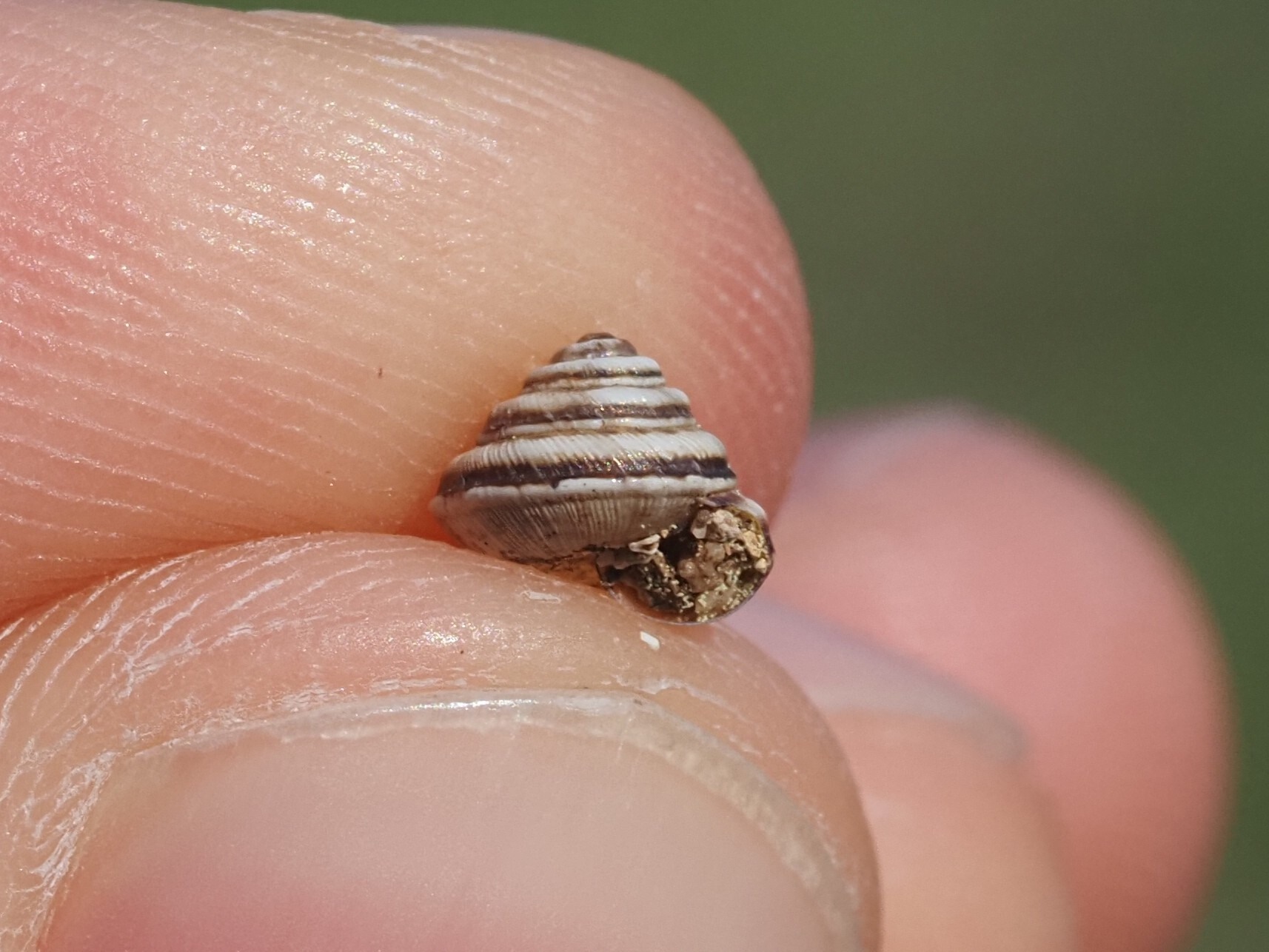 Trochoidea trochoides