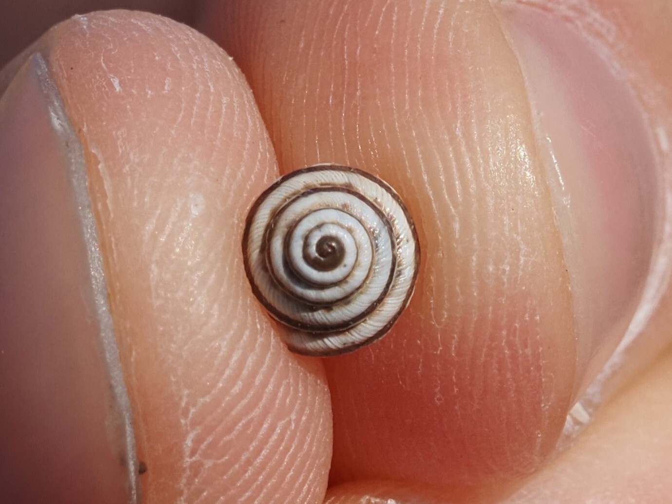 Trochoidea trochoides