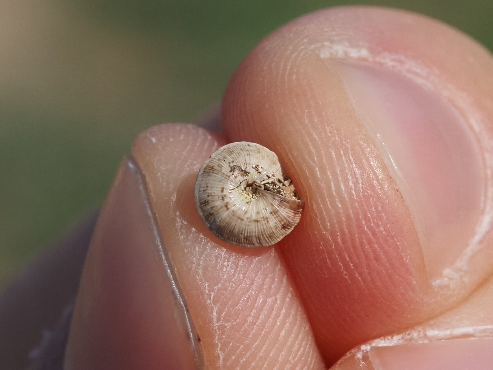 Trochoidea trochoides
